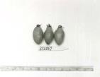 Click for 1 image(s) for this accession. FRUIT